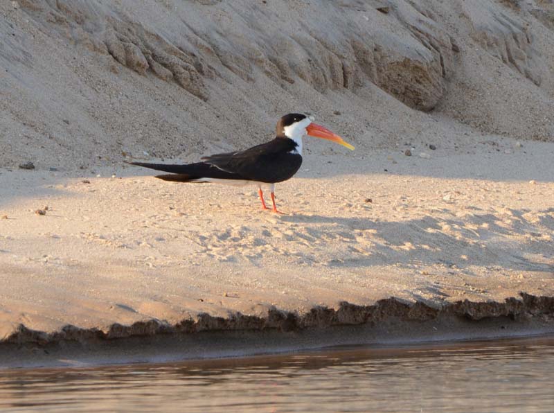 African Skimmer