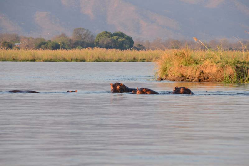 Hippopotamus