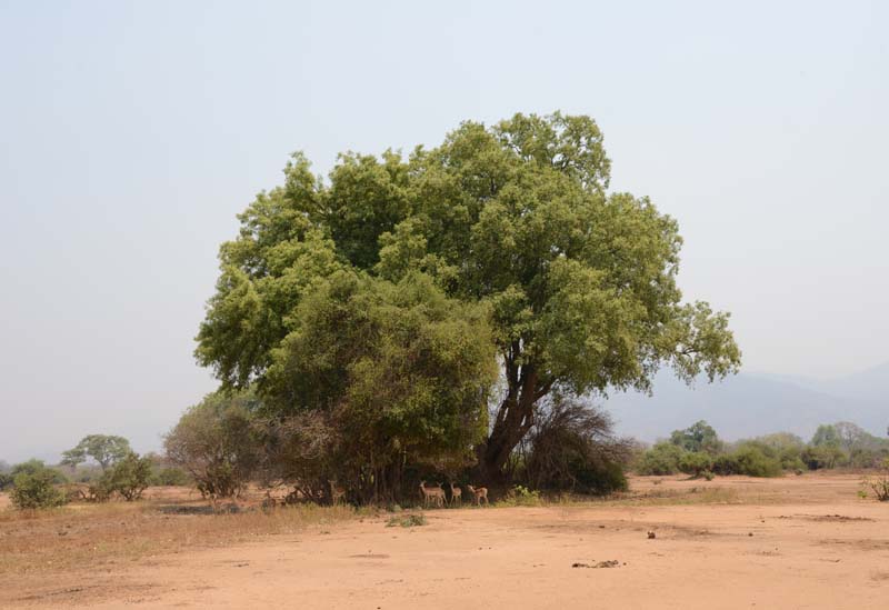 Lower Zambezi NP