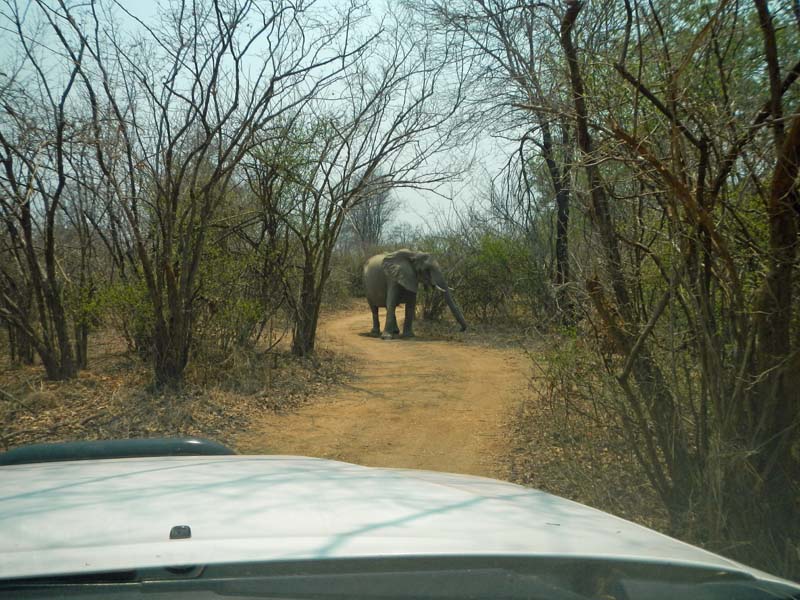 Lower Zambezi NP