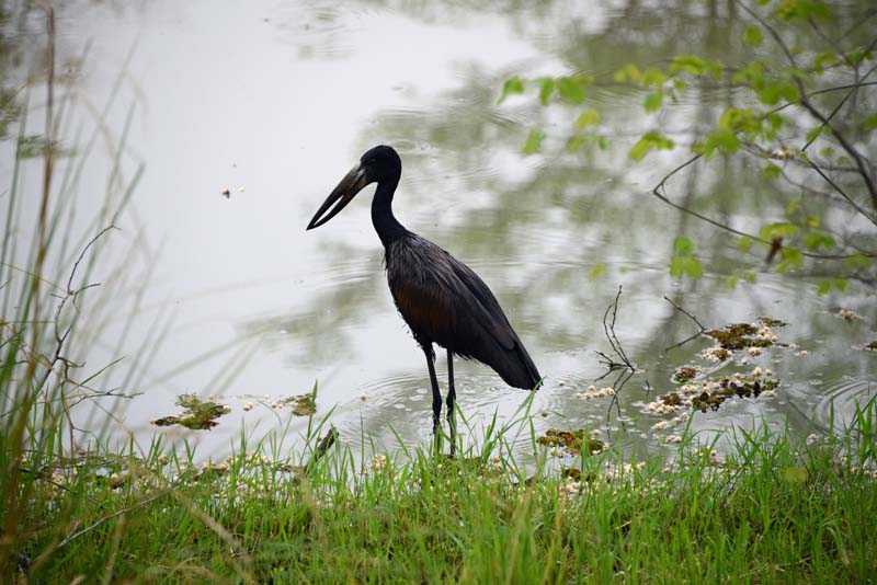 African Openbill