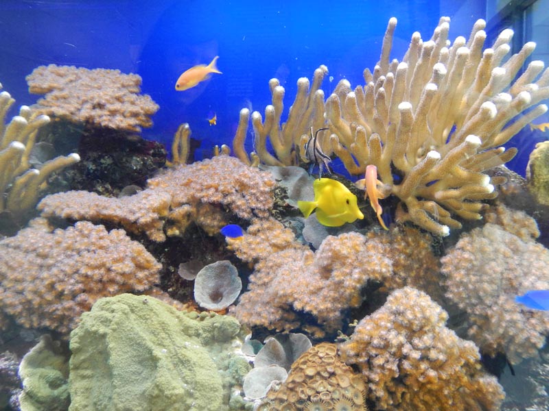 Acquario di Cala Gonone