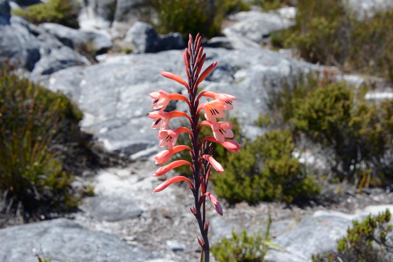 Table Mountain Watsonia