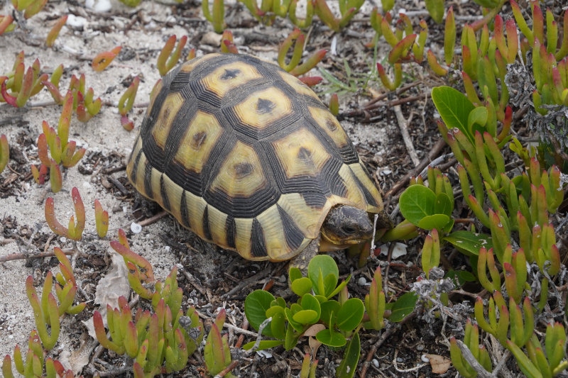 Cape Agulhas
