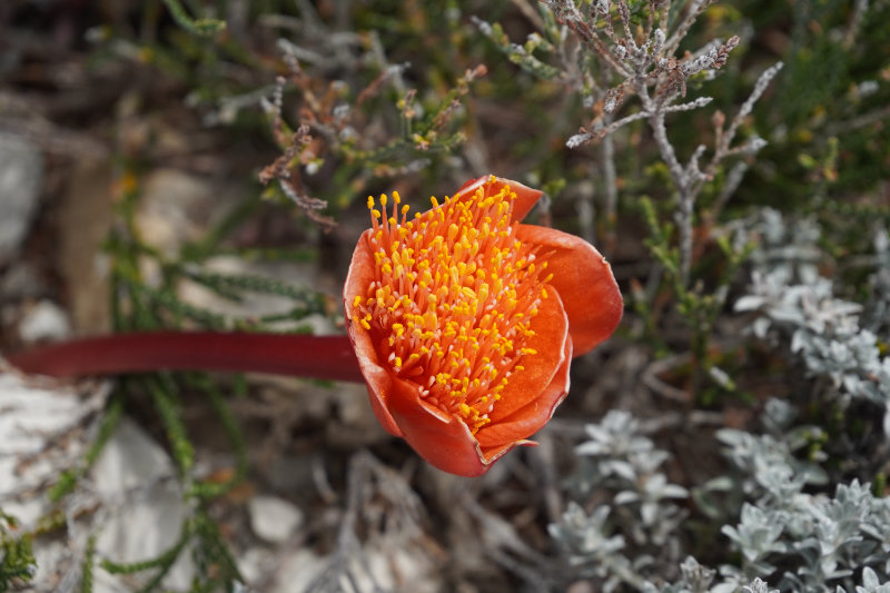Cape Agulhas