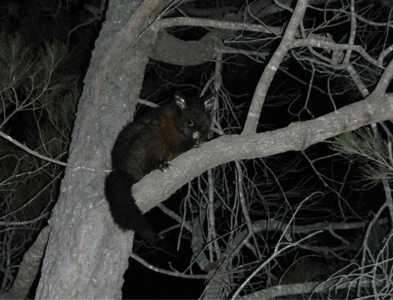 Brushtail Possum