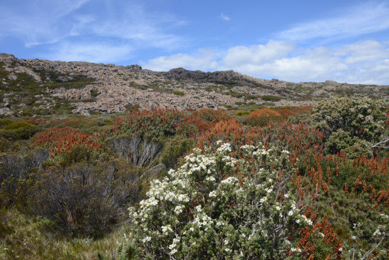 Ben Lomond NP