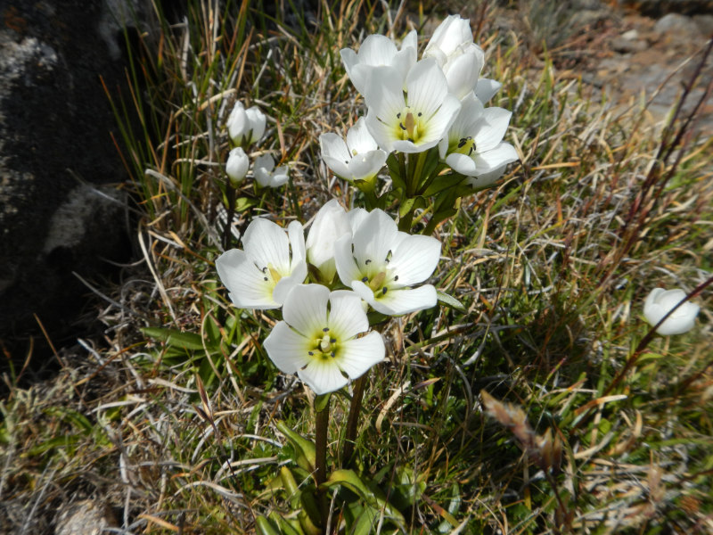 Ben Lomond NP