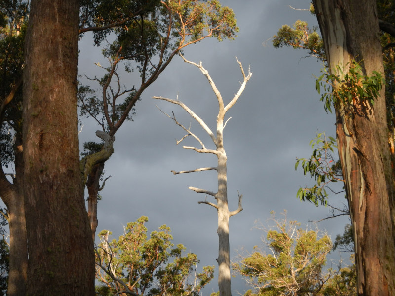 Ben Lomond NP