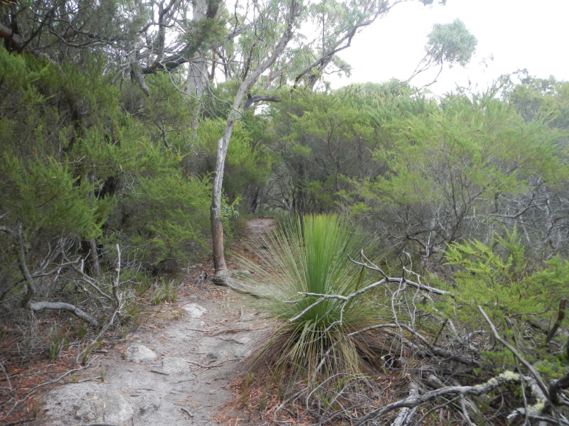 Mt.William NP