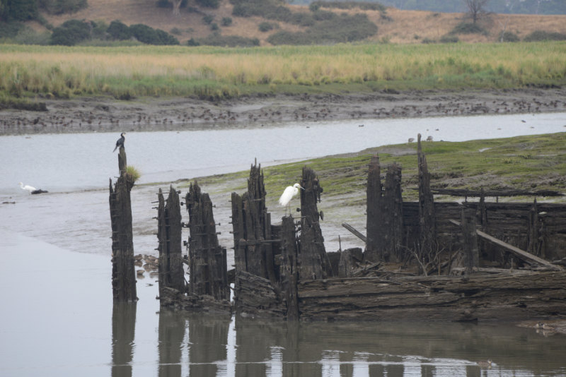 Tamar Island Wetlands Centre