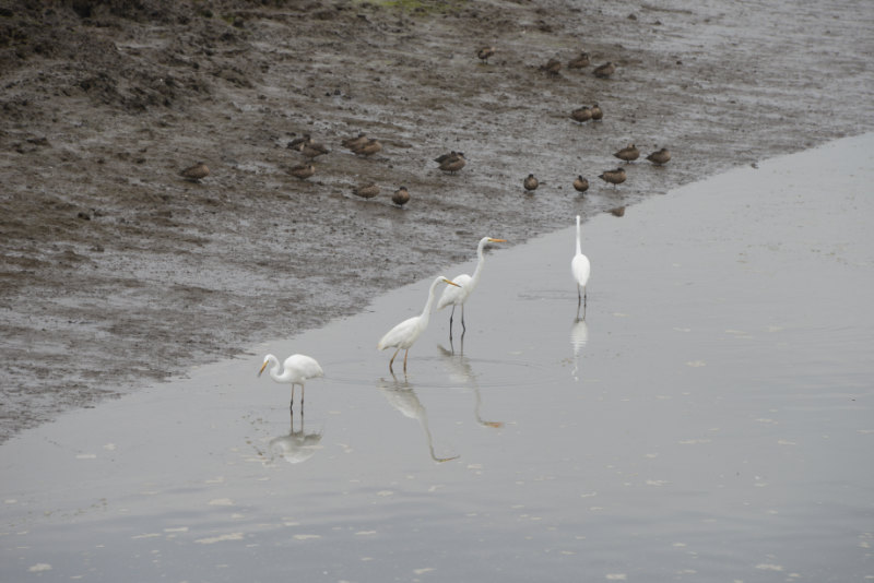 Great Egret