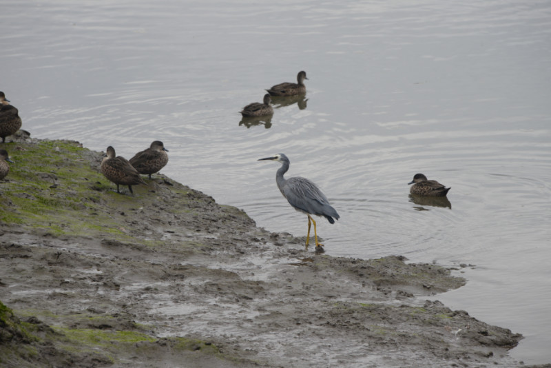 White-faced Heron