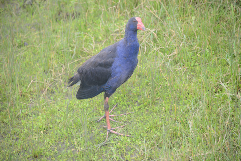 Purple Swamphen