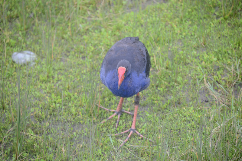 Purple Swamphen