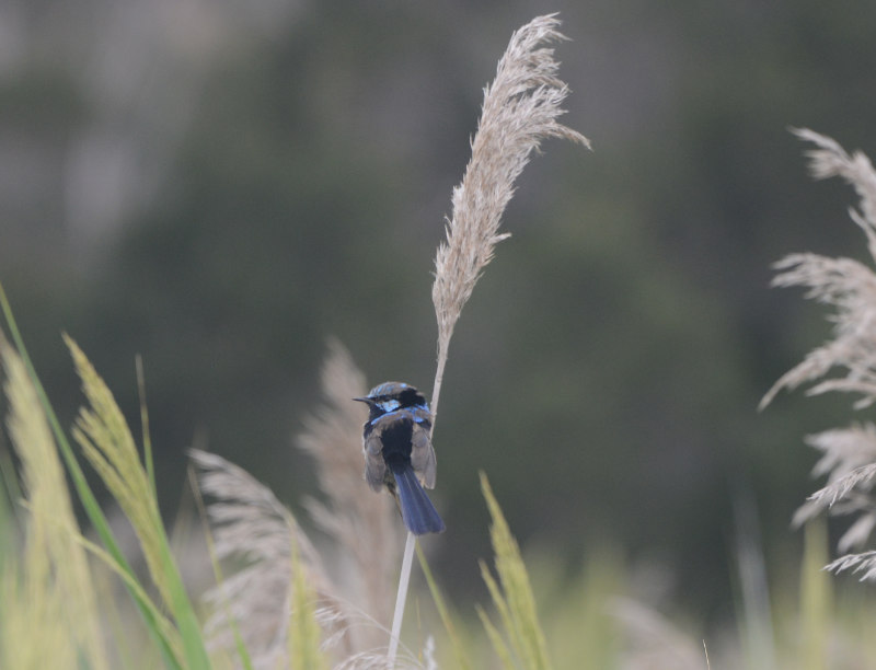 Superb Fairy-wren