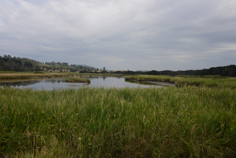 Tamar Island Wetlands Centre