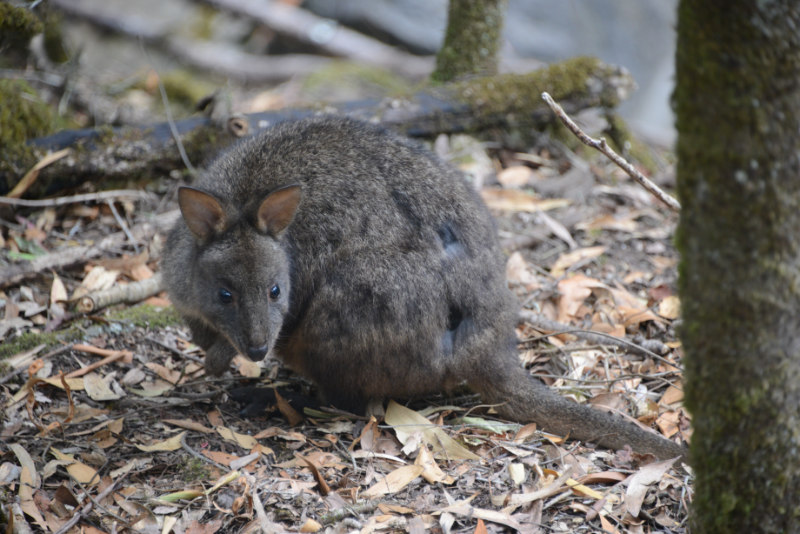 Pademelon