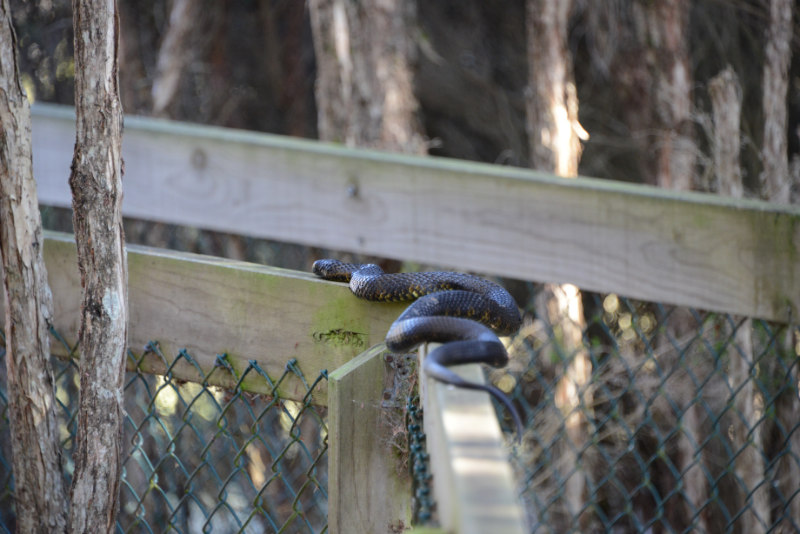 Black Tiger Snake