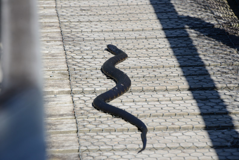 Black Tiger Snake