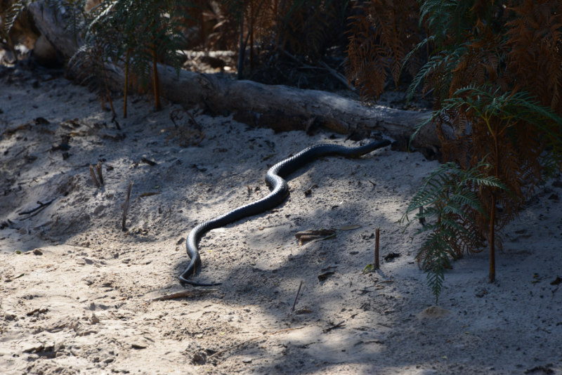 Black Tiger Snake