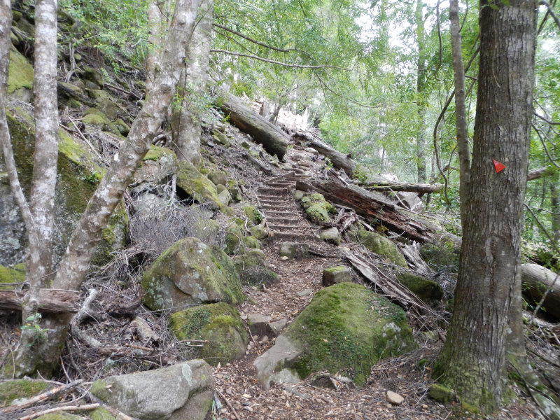 Meander Forest Reserve