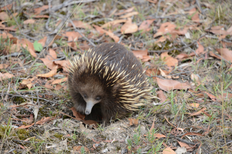 Echidna