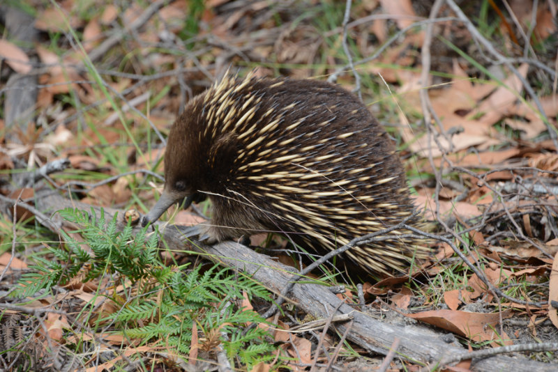 Echidna