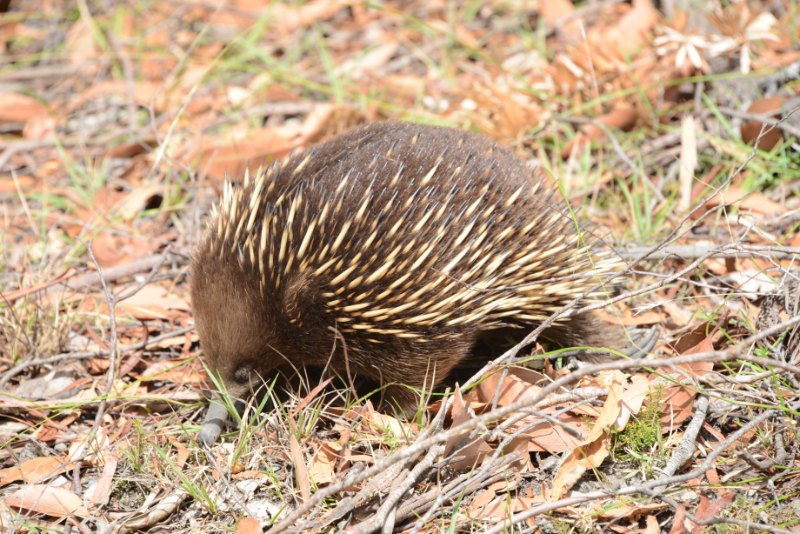 Echidna