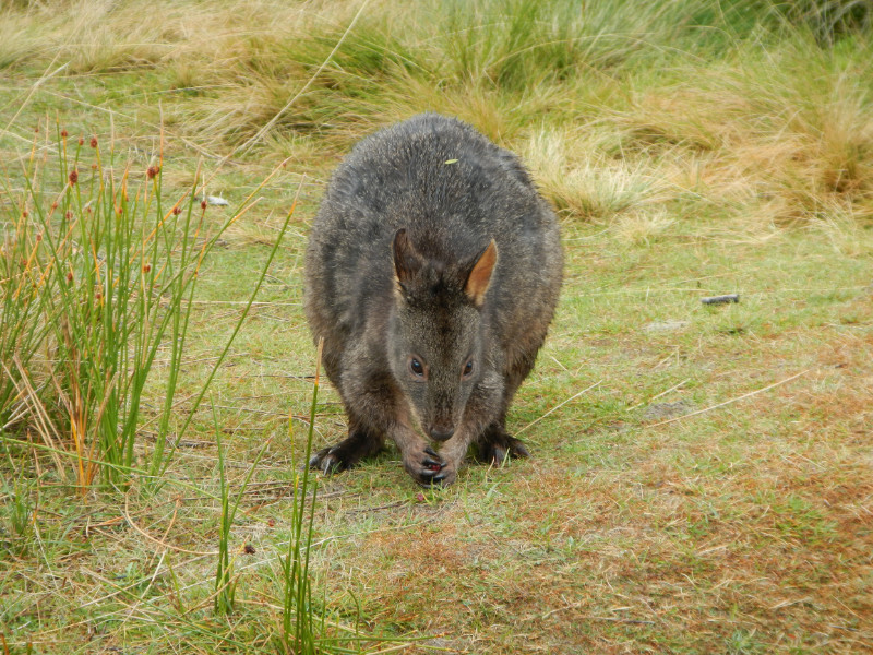 Pademelon