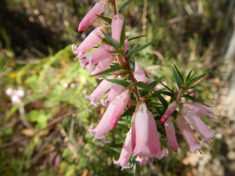 Common Heath