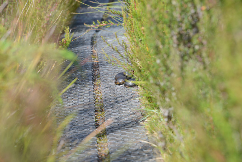 Tiger Snake