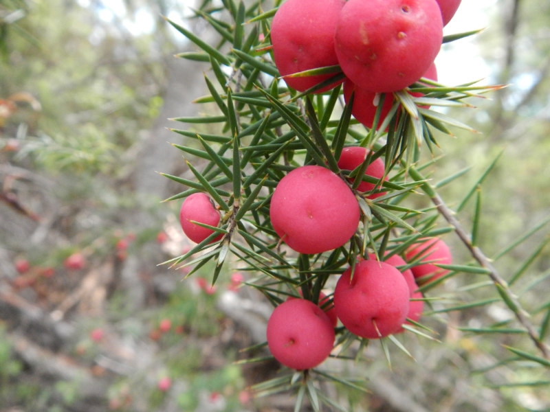 Pink Mountain Berry