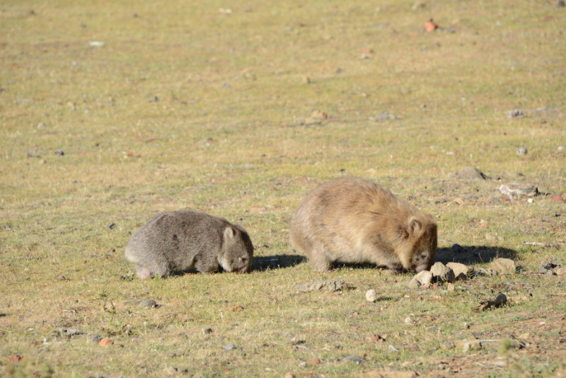 Wombat