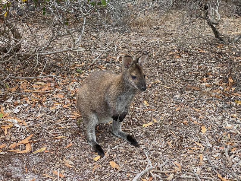 Bennets Wallaby