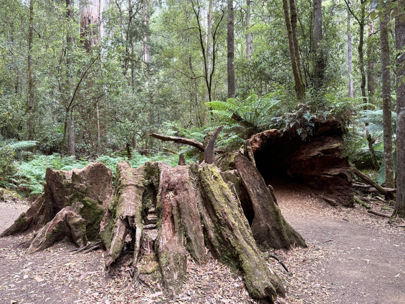 Mt Field NP