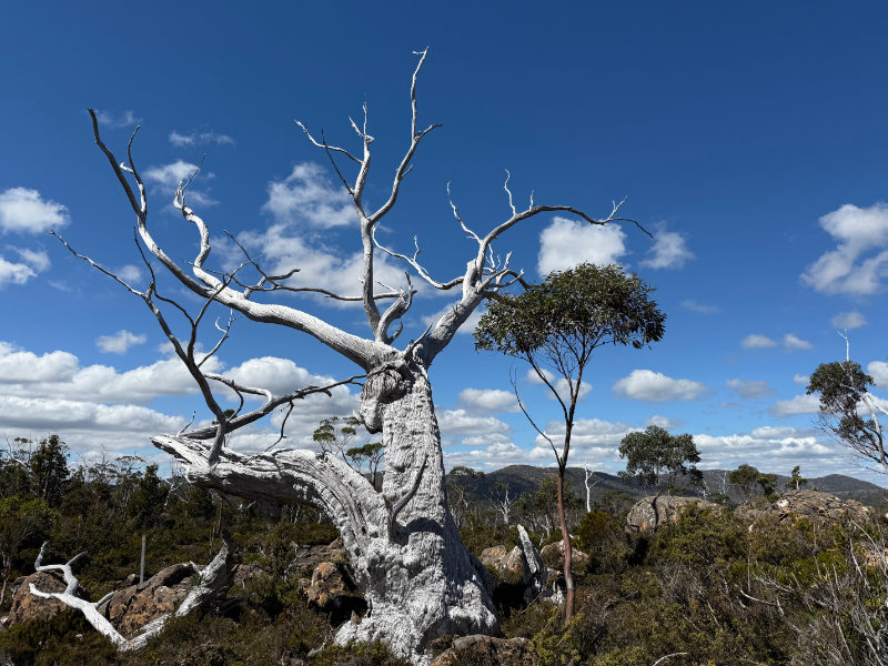 Tarn Shelf Circuit