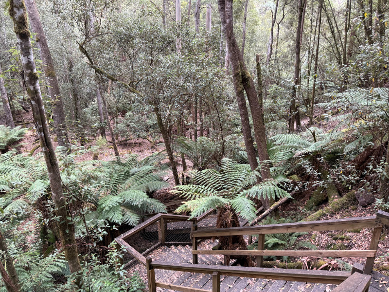 Mt Field NP
