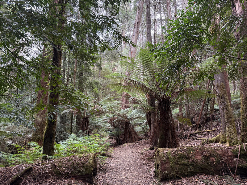 Mt Field NP