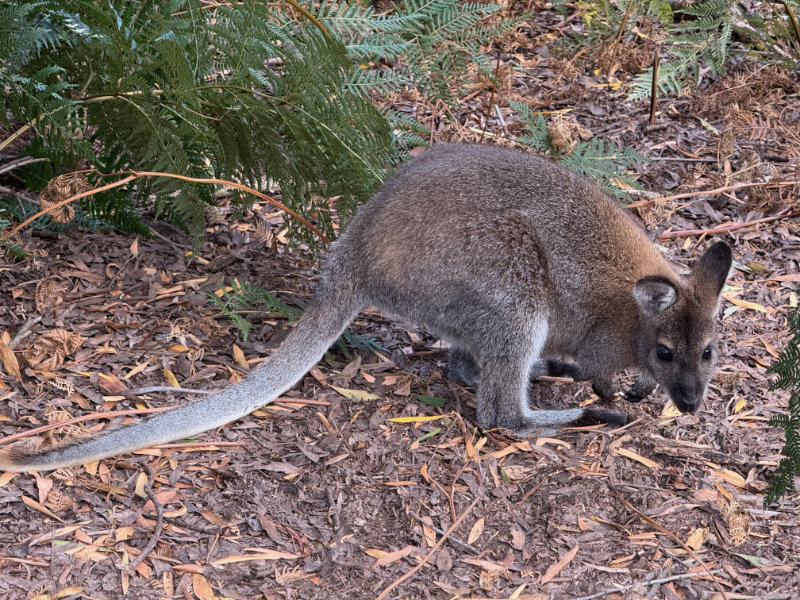 Bennetts Wallaby