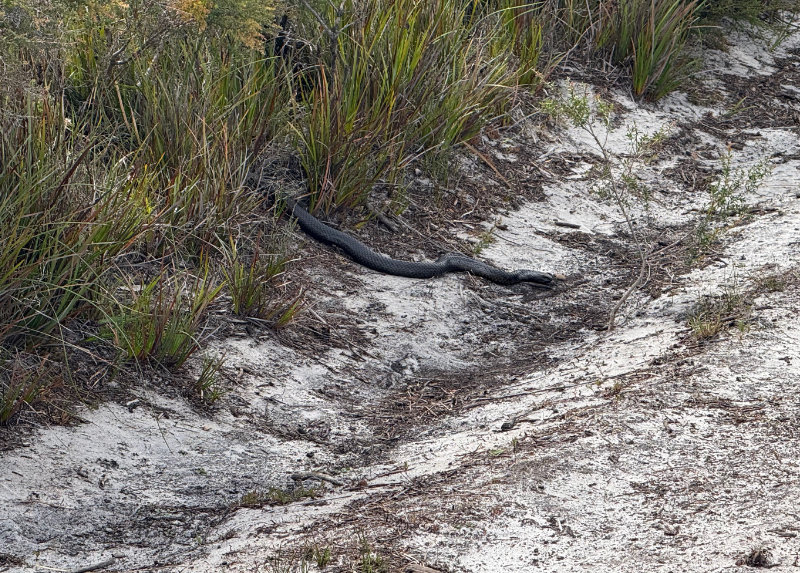 Black Tiger Snake