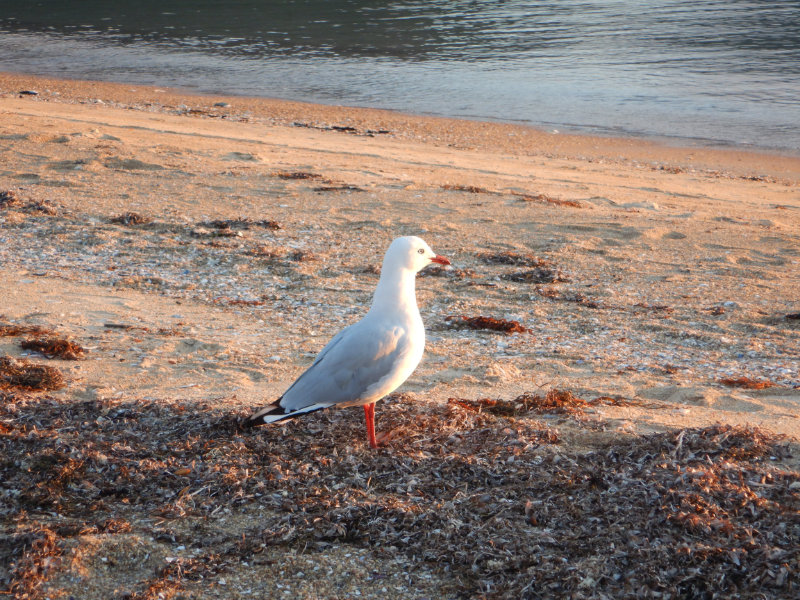 Freycinet NP