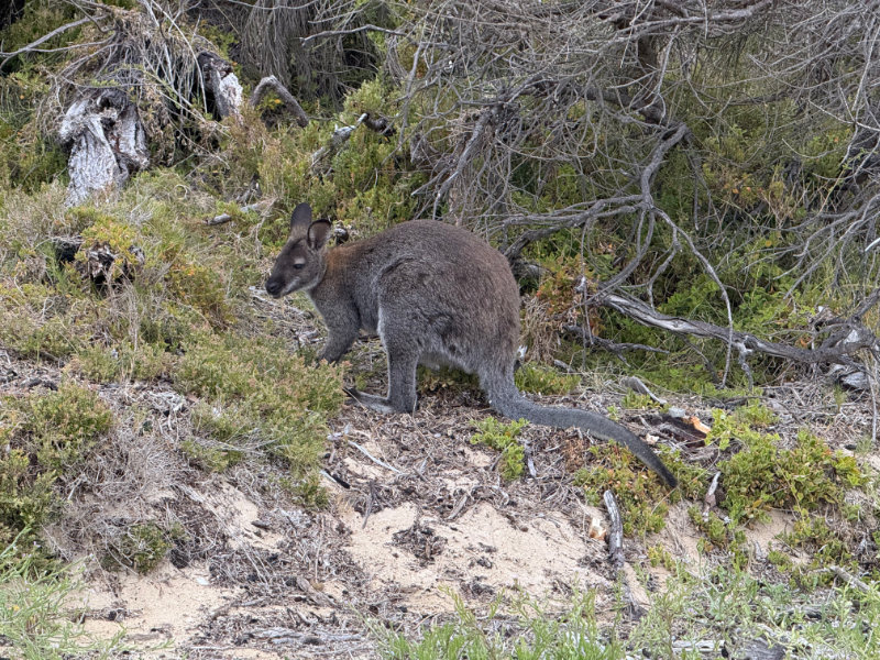 Freycinet NP