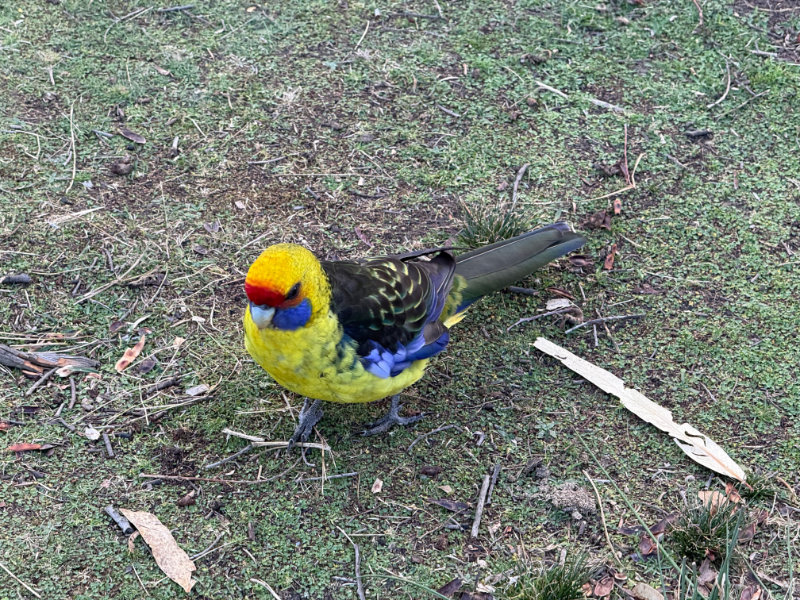 Green Rosella