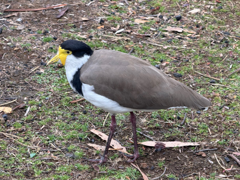Masked Lapwing