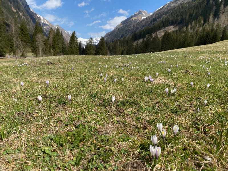 Krokusse in Griach