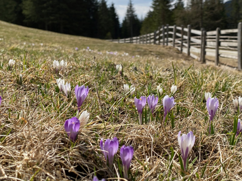 Krokusse in Griach