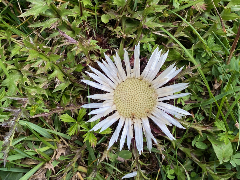 Silberdistel