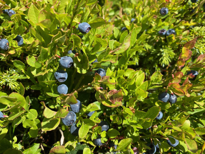 Heidelbeeren