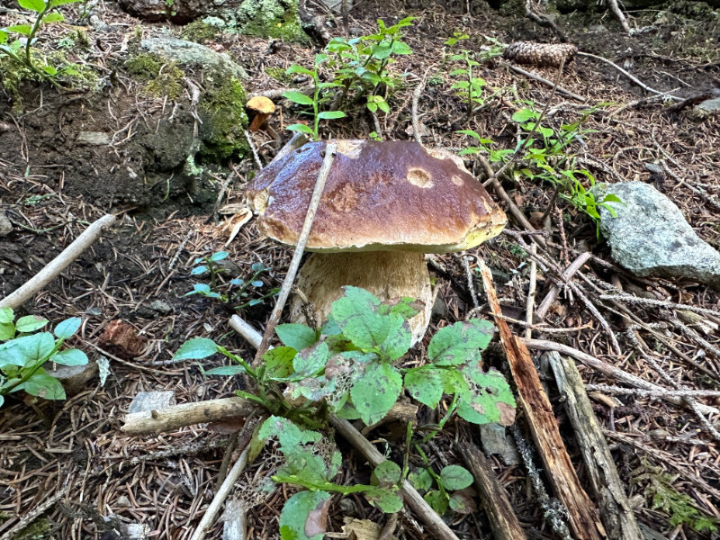 Steinpilz